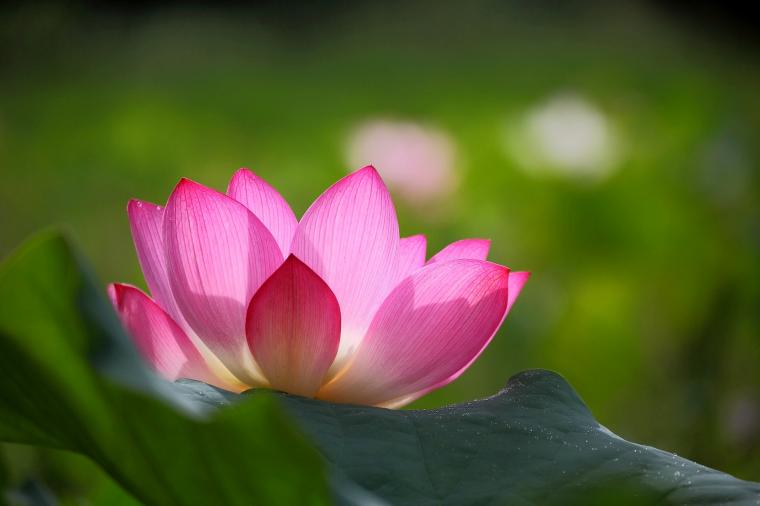 🔥 [50+] Lotus Flower iPhone Wallpapers | WallpaperSafari