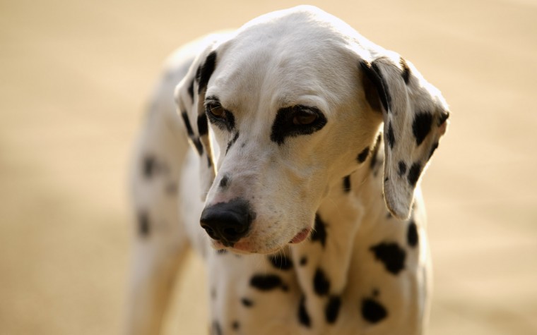 🔥 [40+] Dalmatian Spots Wallpapers | WallpaperSafari