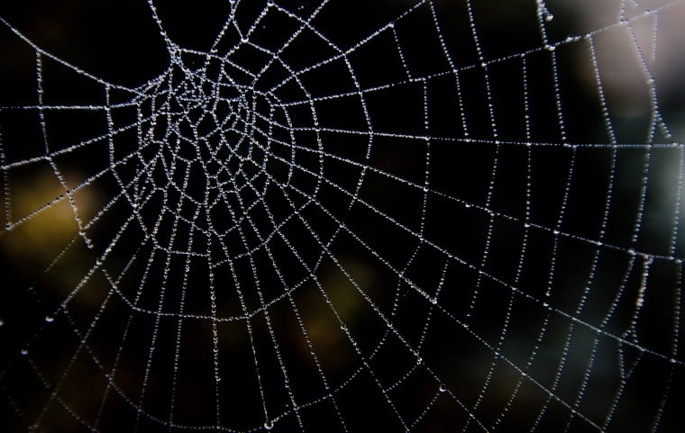 Free download Displaying 12 Images For Halloween Spider Web Background ...