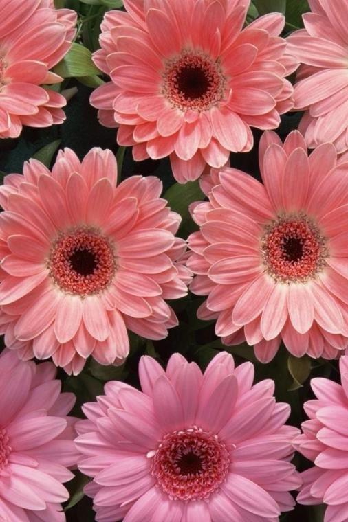 Free download Gerbera Wallpaper Image Group 28 [1920x1080] for your