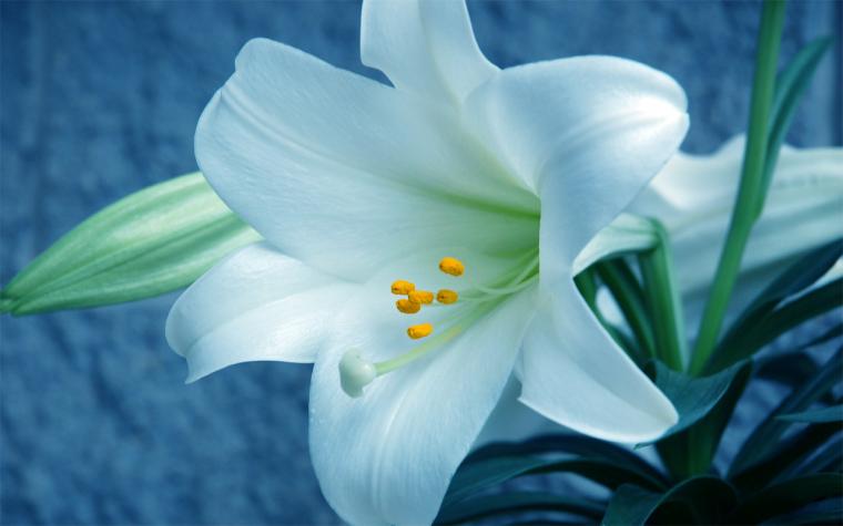 Free download Easter Lily Wallpaper Happy easter lilies [851x315] for ...