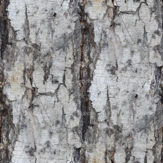Free download Birch Texture Birch bark texture [1046x770] for your