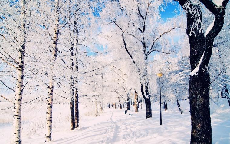 🔥 [40+] Winter Woods Wallpapers | WallpaperSafari