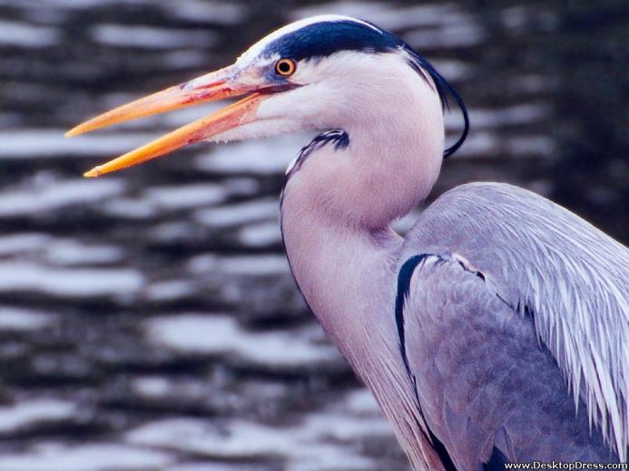 Free download great blue heron closeup wallpaper image [1920x1080] for ...