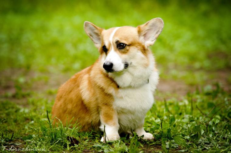 🔥 [50+] Corgi Wallpapers for Computer | WallpaperSafari