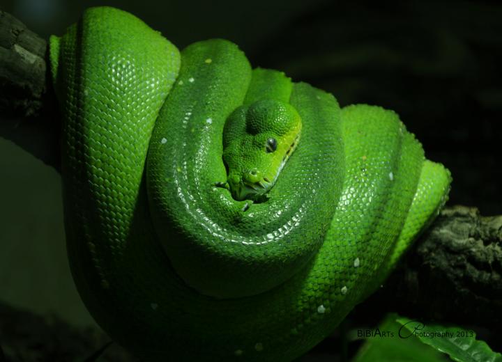 Free download Green Tree Python by Michael Fitzsimmons [1024x717] for ...