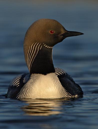 [48+] Common Loon Wallpaper Border on WallpaperSafari