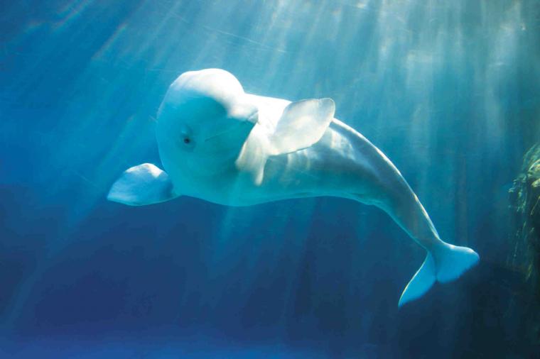 Free download Beluga Whale Wallpapers [1101x777] for your Desktop