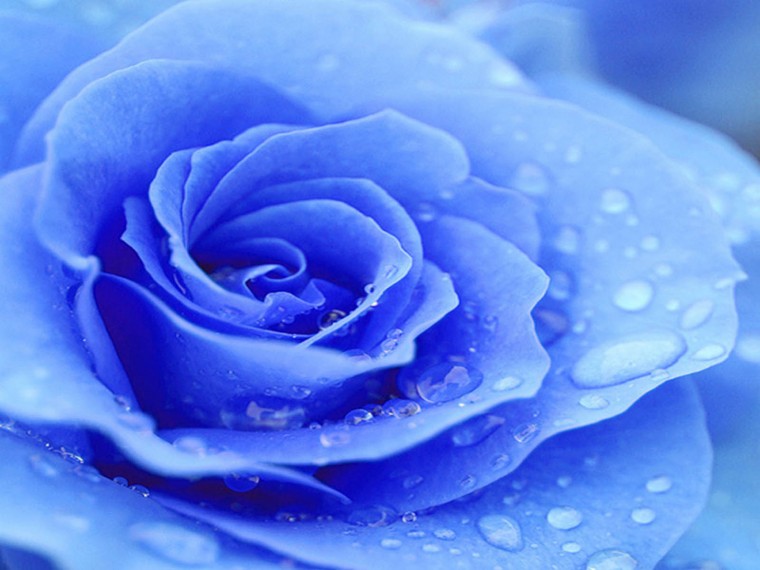 Free Download Tag Blue Rose Wallpapers Backgrounds Photos Picturesand Images X For