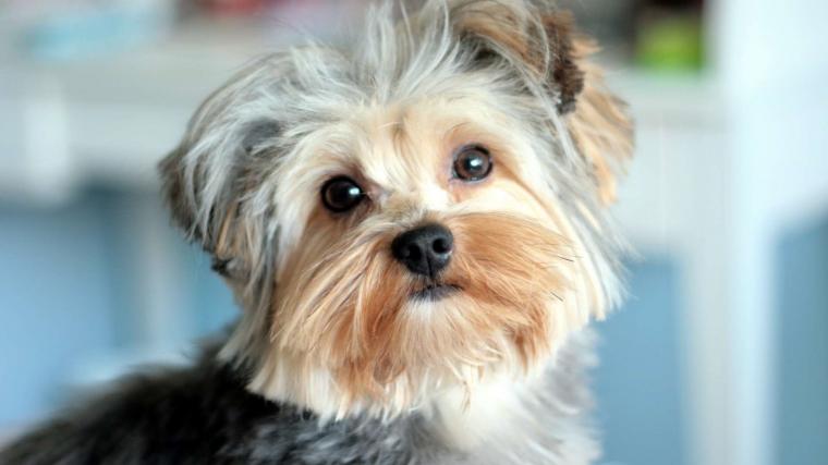 Free download Yorkshire Terrier Wallpapers HD Download [1920x1200] for ...