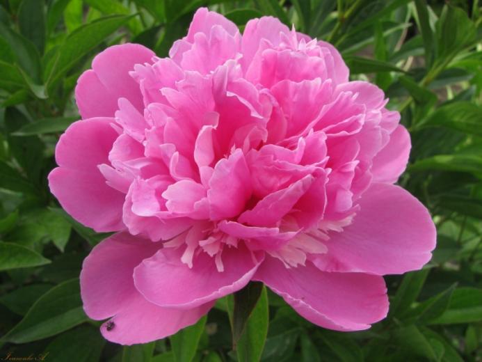 Free download pink peony wallpaper ForWallpapercom [1600x1067] for your ...