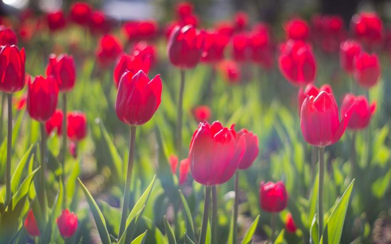 Free download Tulips in spring wallpapers Tulips in spring stock photos ...