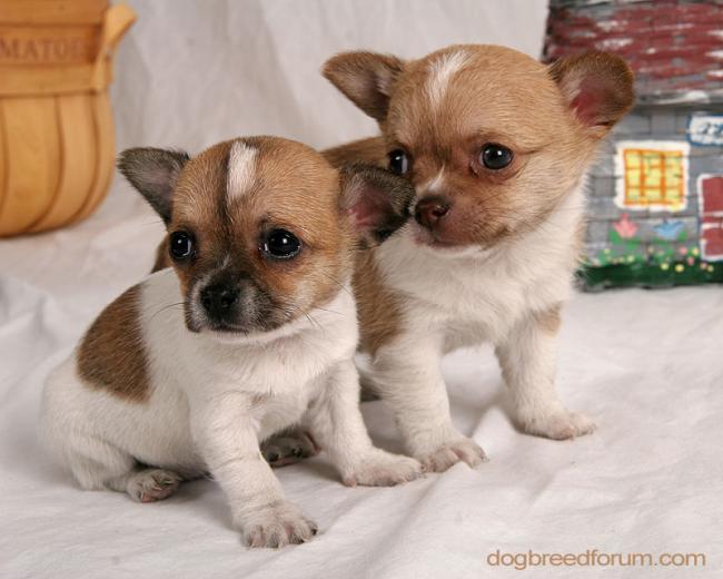 Free download Gorgeous Chihuahua Chihuahuas Wallpaper 16750842 ...