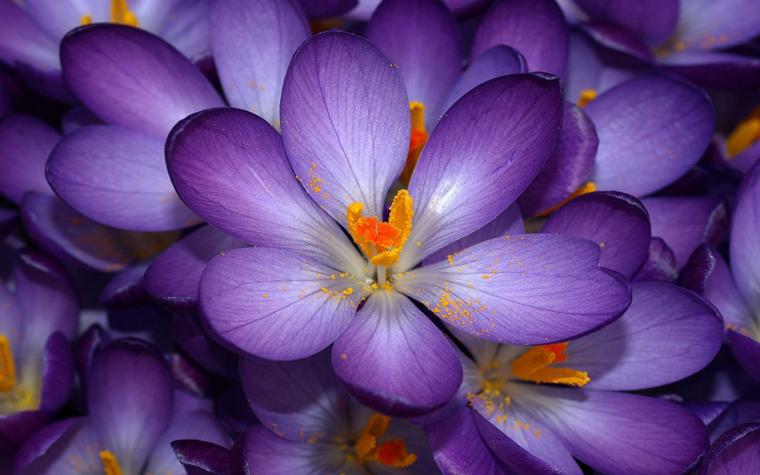 🔥 [50+] Free Live Purple Roses Wallpapers | WallpaperSafari