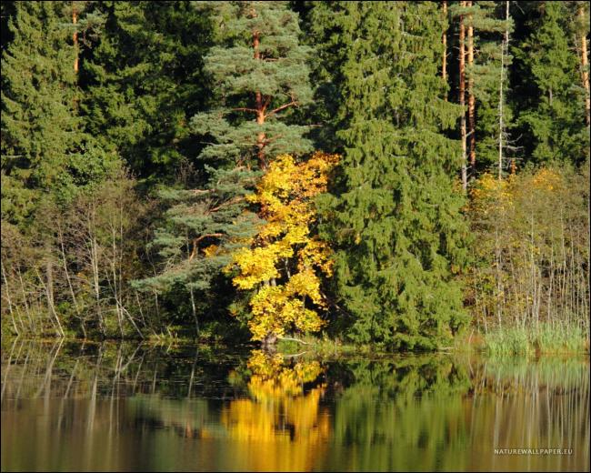 Free download Gold Tree Wallpaper [1024x768] for your Desktop, Mobile