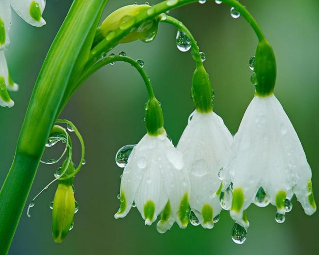 Free download Rain Flowers Wallpaper 1280x1024 Rain Flowers Garden Spring [1280x1024] for your