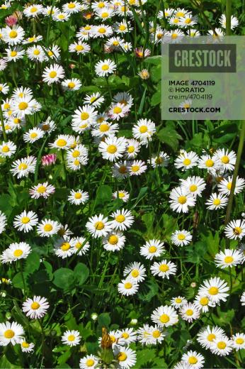 [49+] Daisy iPhone Wallpaper on WallpaperSafari