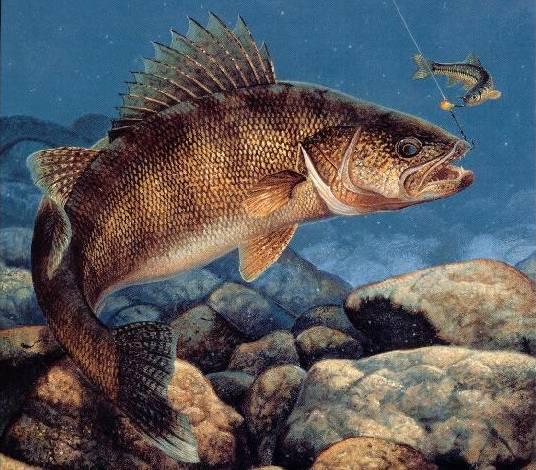 [45+] Walleye Screensavers and Wallpapers on WallpaperSafari