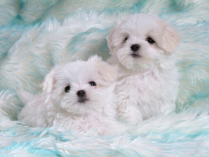 [46+] Cute Puppy Wallpaper Dogs on WallpaperSafari
