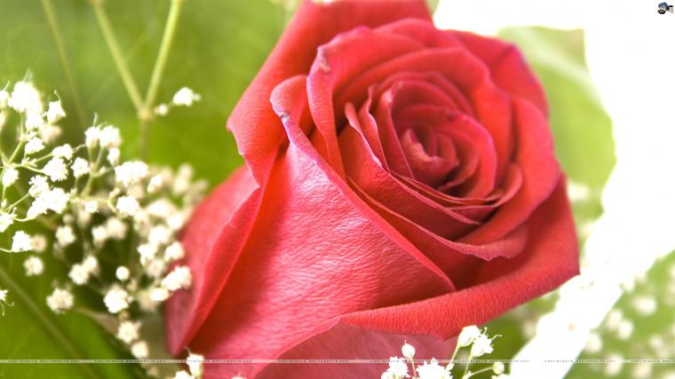 [50+] Beautiful Pictures of Roses Wallpaper on WallpaperSafari