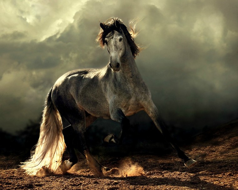 Free download Arabian Horse Screensaver and Desktop Wallpapers ...
