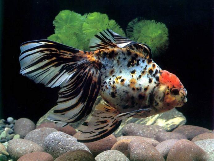 Free download wallpaper live aquarium wallpaper aquarium wallpapers