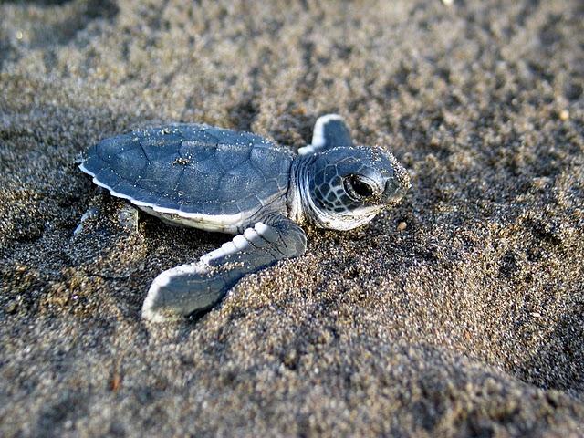 Free download Baby Sea Turtles Wallpapers Gallery [1280x854] for your ...