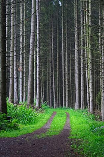 🔥 50  Forest iPhone Wallpapers WallpaperSafari 🔥 50  Forest iPhone Wallpapers WallpaperSafari