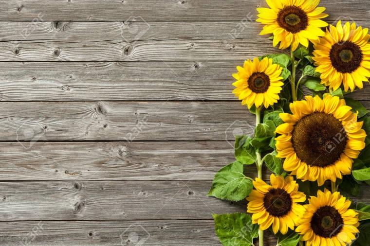 Free Download Pinterest Anniehallw Sunflowers Background Sunflower