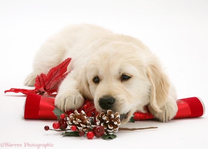 [45+] Golden Retriever Christmas Wallpaper on WallpaperSafari