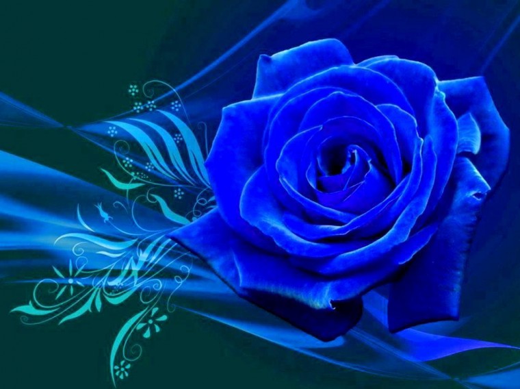 Free Download Blue Rose Blue Rose Blue Rose The Blue Rose Wallpapers Blue Rose X For