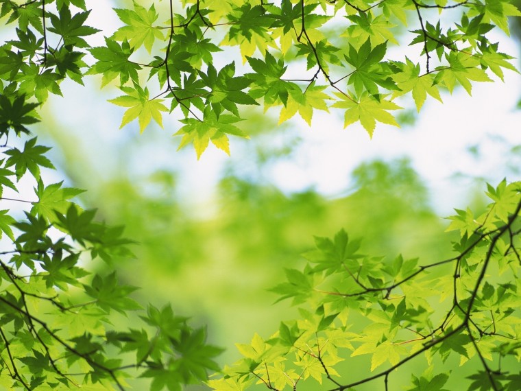 Free download Beautiful Green Leaves Wallpapers HD Wallpapers ...