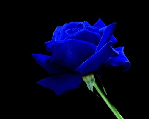 Free download blue rose on black background wallpapers and images ...