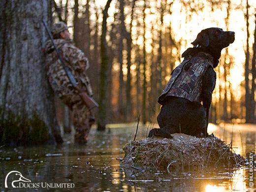 Free Download Anthony Padgett Named Ducks Unlimited International