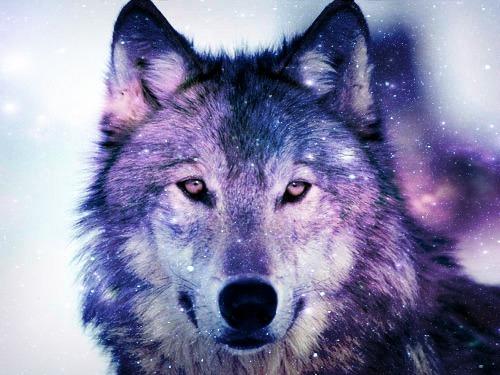 Wolf galaxy wallpaper Android Apps on Google Play. 46+ Galaxy Wolf ...