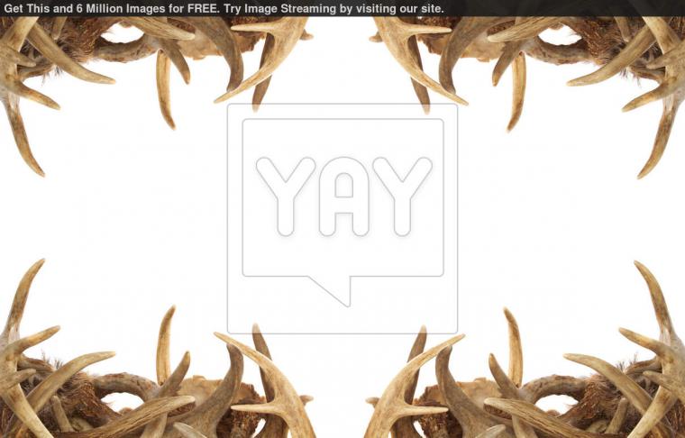 Free download whitetail deer wallpaper border weddingdressincom