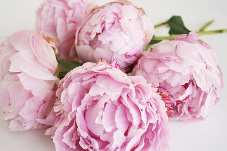 Free download Peonies 99686 High Quality and Resolution Wallpapers on