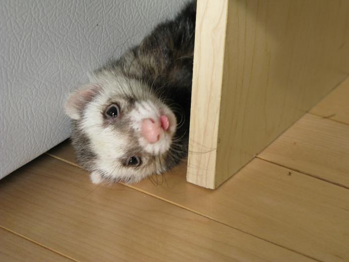 Free download Cute Black Eyed White Ferret Ferrets wallpapers [1095x730