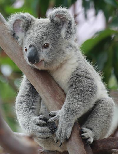 [48+] Cute Koala Wallpaper on WallpaperSafari