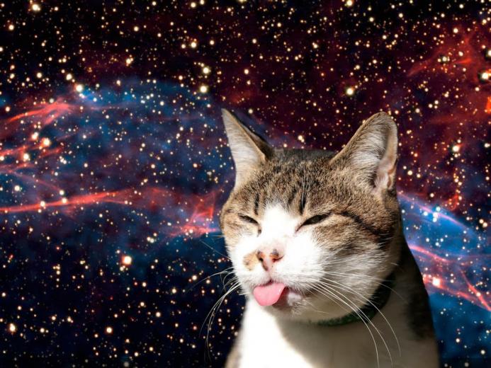 Free download related pictures space cat wallpaper space cat desktop ...