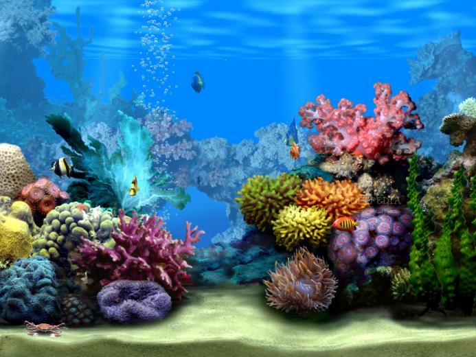 [50+] Free 3D Aquarium Wallpaper on WallpaperSafari