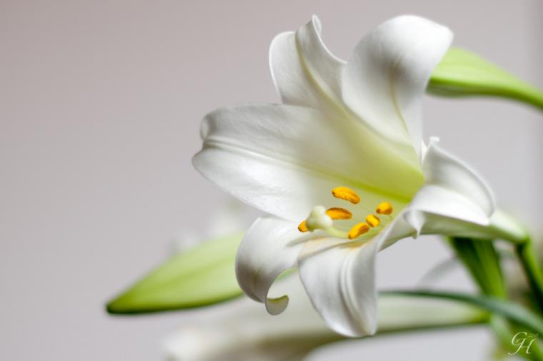 Free download Easter Lily Wallpaper Happy easter lilies [851x315] for ...