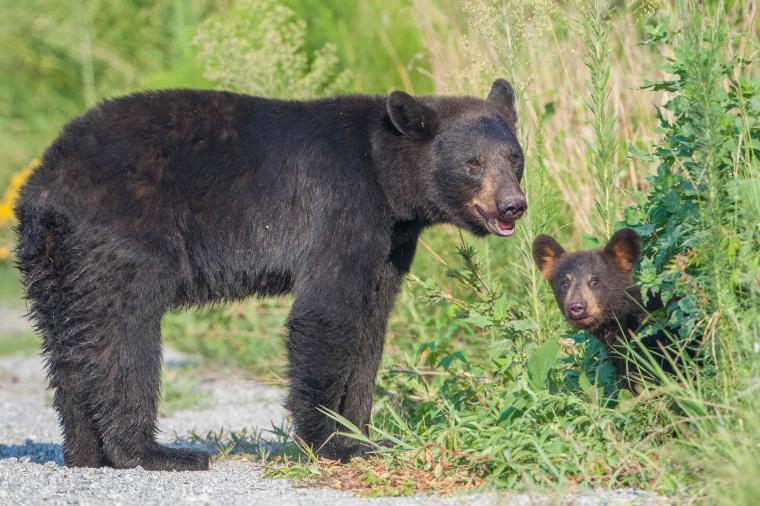 live desktop backgrounds bear