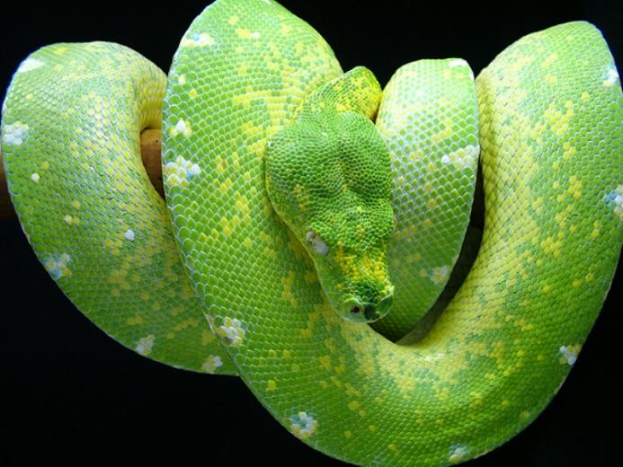 🔥 [50+] Green Tree Python Wallpapers | WallpaperSafari