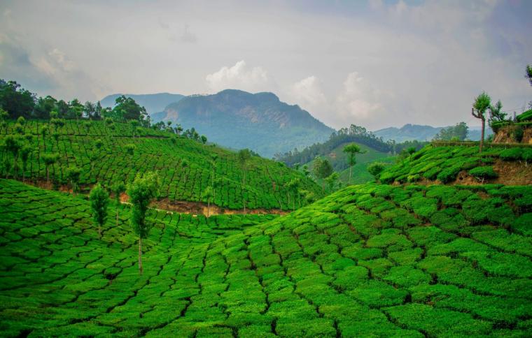 🔥 Free Download Wallpaper Green Tea Plantation Ceylon Image For Desktop ...