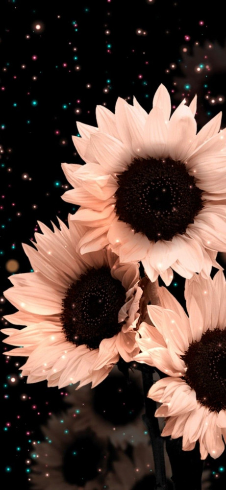 Amazing Midnight Oil Pink Sunflowers Artwork Art Amazing Midnight Oil Pink Sunflowers Artwork Art