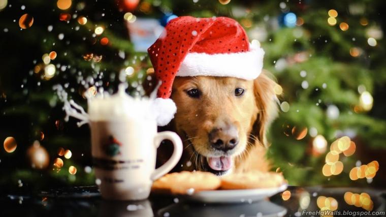 [49+] Christmas Puppies Wallpapers Free on WallpaperSafari