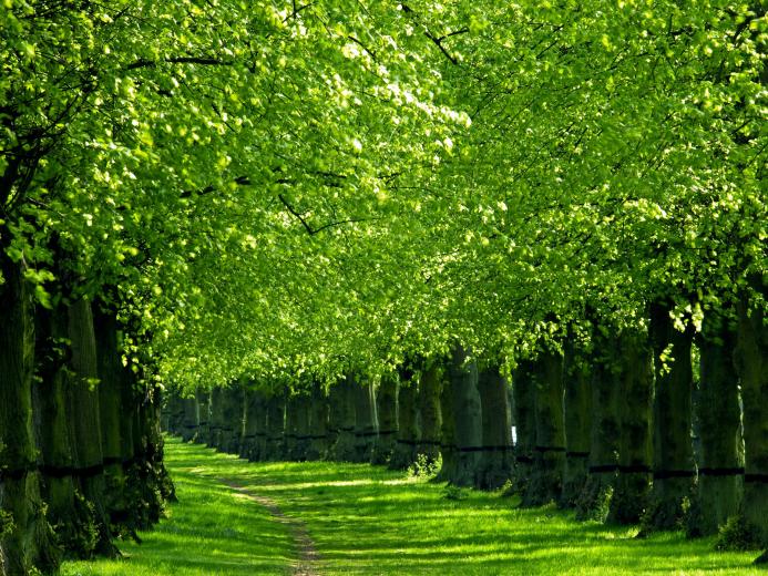 Free Download Great Water Trees Green Nature Hd Wallpapers 7010 Hd