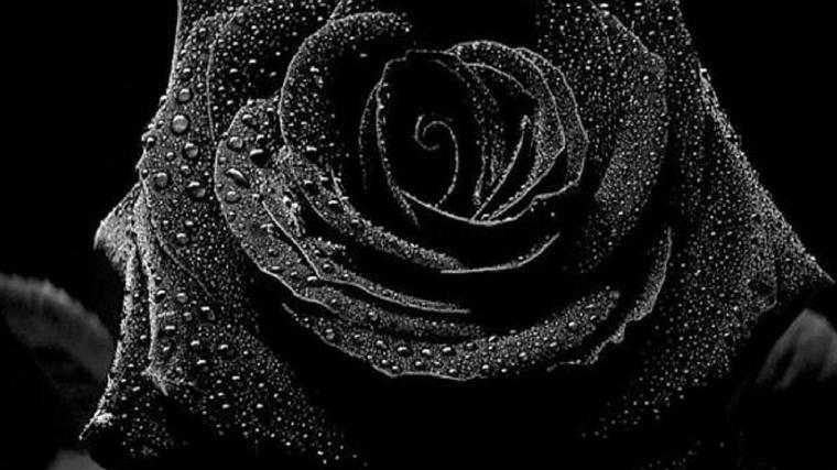 Free Download Filered Rose With Black Background Wikimedia Commons 3077x2365 For Your 