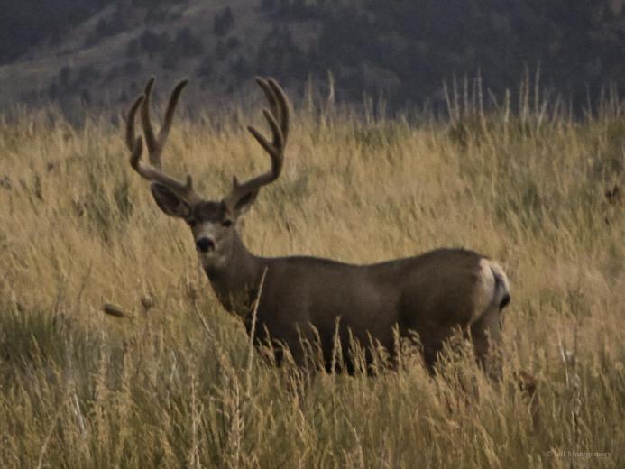 [48+] Monster Buck Wallpaper on WallpaperSafari